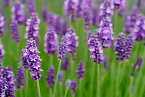 Lavender flowers blooming in a field