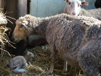 Sheep and lamb in poor condition.