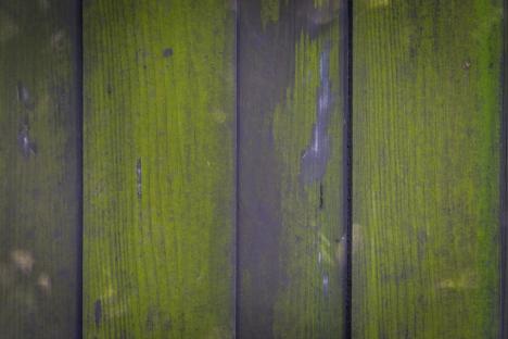 The £4.50 game-changing trick to banish algae from fences in MINUTES – it gets green patios and decking looking new too