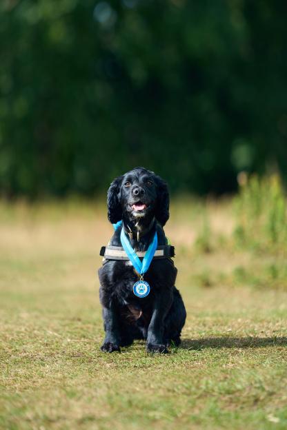 Police dog Louie, wearing a blue medal, sits on a grassy field.
