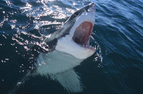 Great white shark with open mouth near the water's surface.