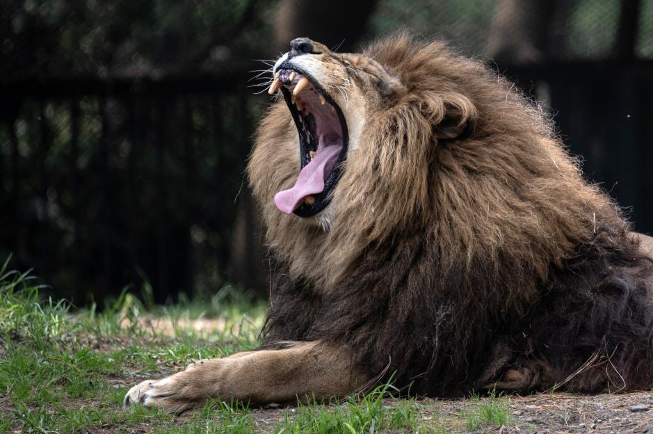 Lion yawning at Chapultepec Zoo.