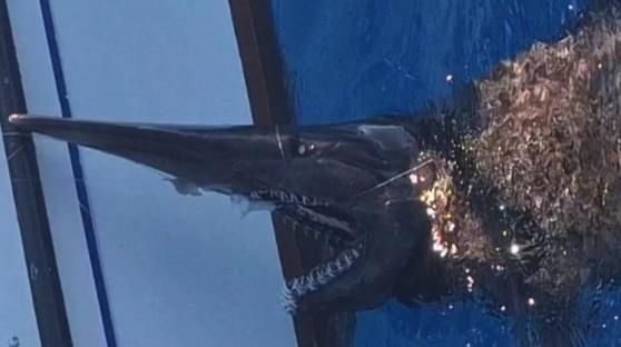 Goblin shark caught by fishermen off the coast of Gran Canaria.
