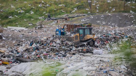 We live next to a massive dump terrorised by ‘APOCALYPTIC’ swarm of seagulls – they bombard our homes & cars with poo