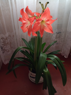 Amaryllis plant in a pot.