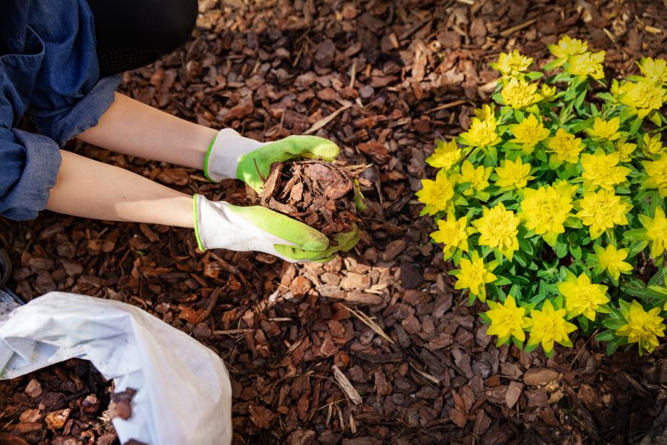Gardener mulching a flower bed with pine tree bark mulch.