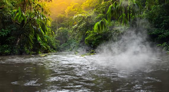 Misty river flowing through a lush rainforest.