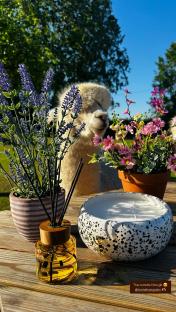 A large candle, reed diffuser, and potted flowers on a wooden table with an alpaca in the background.