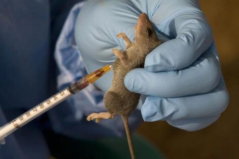 Lassa fever: Expert calls for action, provides solutions as disease hits Kano, other states