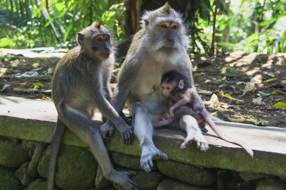 Two adult monkeys and a baby monkey sitting on a moss-covered stone wall in a forest.