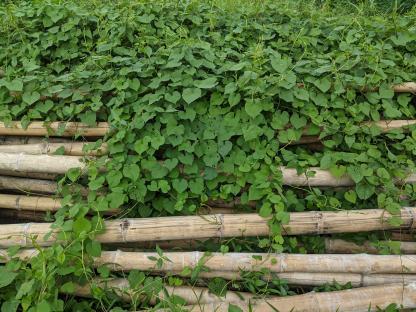 Asian knotweed growing over bamboo poles.