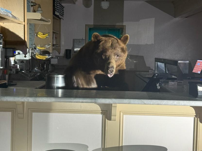 Bear behind a counter in a diner.