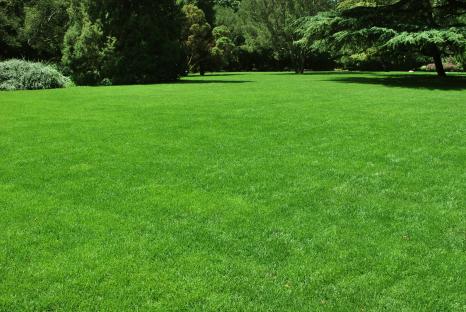 Lush green meadow with trees in the background.