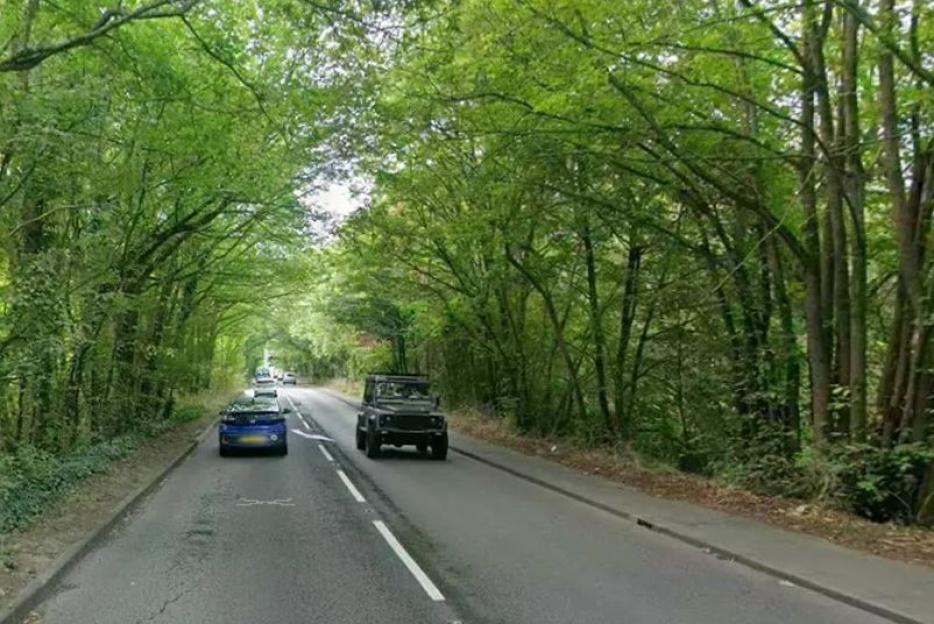 Roadway under a canopy of trees.