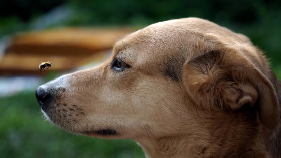 Vet issues urgent warning for dogs facing common threat this summer – what to do if your pet is affected