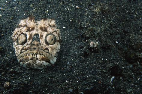 Underwater photo of a fish buried in sand.