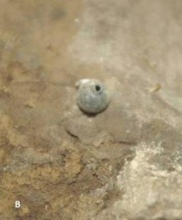 Close-up of a small, round, gray object with a hole in it, found in earth.