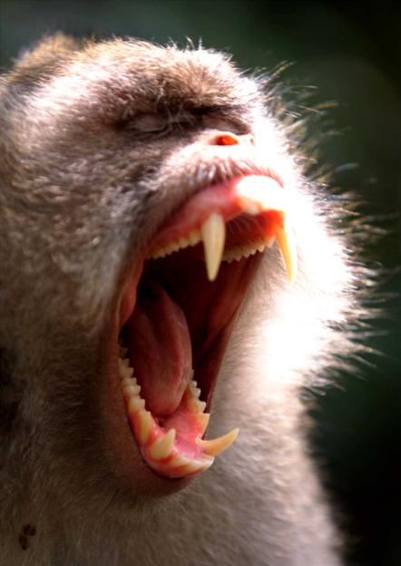 A Macaca monkey yawns, revealing its sharp teeth and pink gums.