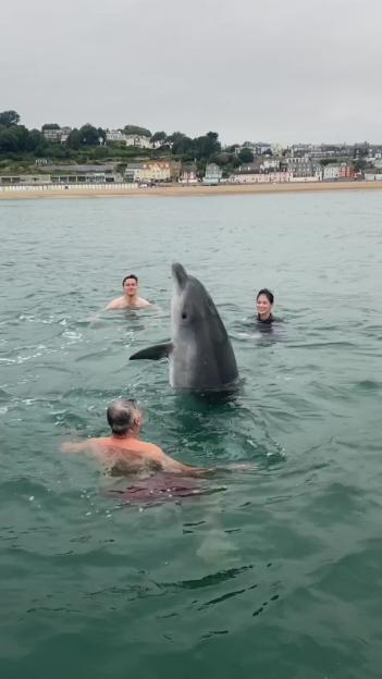 A dolphin swimming with people in Lyme Bay.
