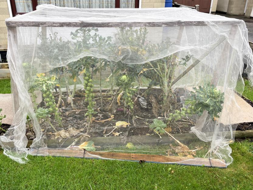 Brussels sprout plants protected by a plastic cloche.