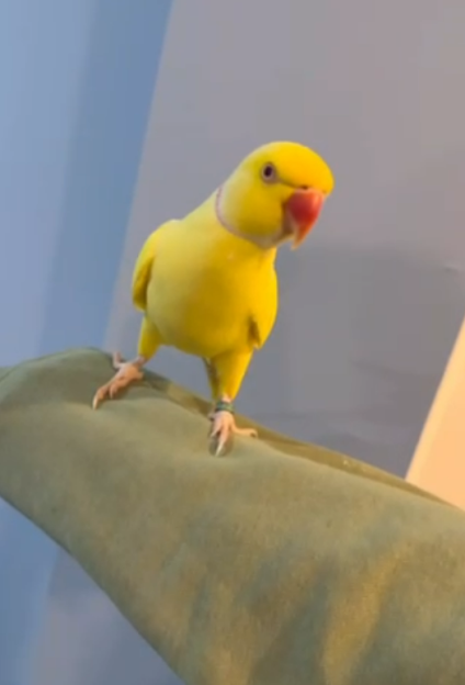 Yellow parrot perched on a hand.