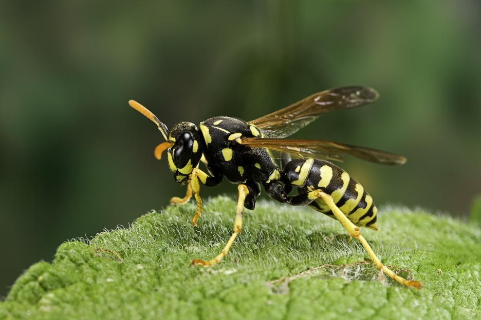 The £3.99 plant that keeps pesky wasps at bay in your garden and the DIY spray you can make which they hate