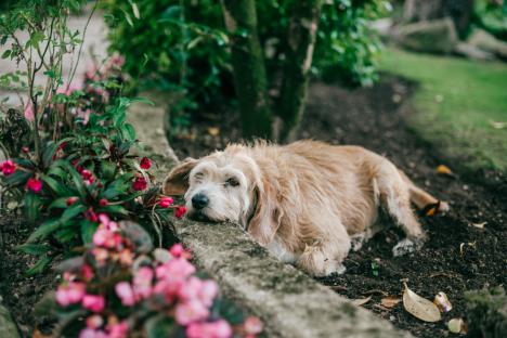 I’m a pet expert, these are the common garden essentials that could be KILLING your dog, you must act now