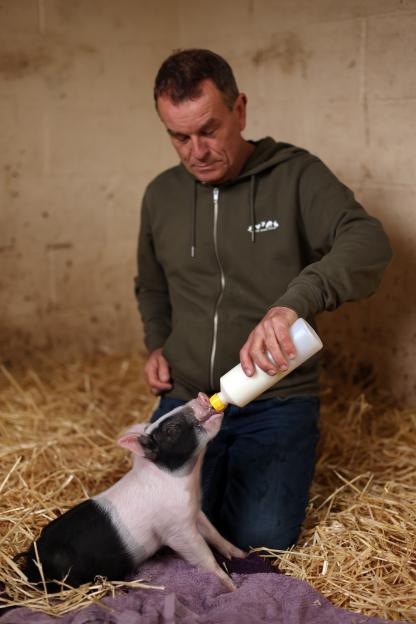 A man kneeling on straw feeds a small piglet from a bottle.