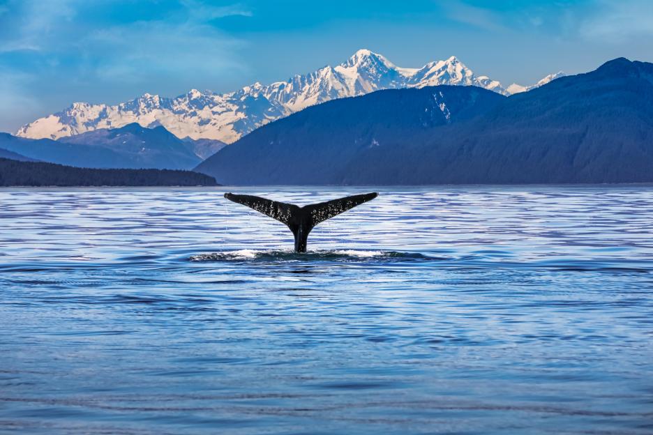 I went on the bucket list Alaskan cruise where you spot bear cubs, sea lions and whales from onboard