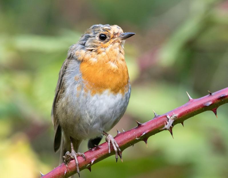 Attract Robins to Your Garden This October with a £1.99 Wilko Purchase!