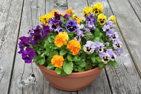 The 35p IKEA flower that blooms all summer AND survives winter – it comes in loads of bright colours & perfect for pots
