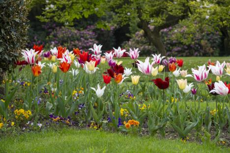 Colorful tulips and pansies in a garden.