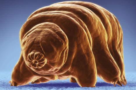 Tiny bugs which can survive extreme conditions to be sent into space to prepare us for interstellar travel
