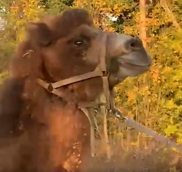 Camel's head with a harness.