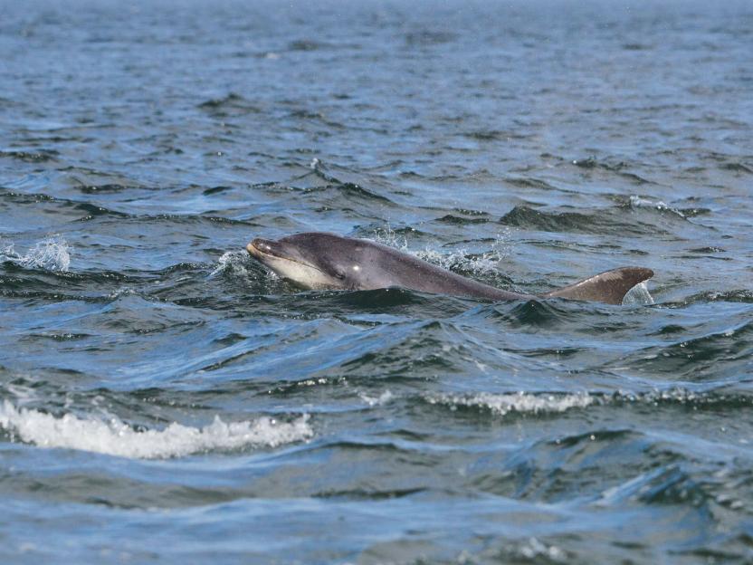 Bottlenose dolphin in the Moray Firth.