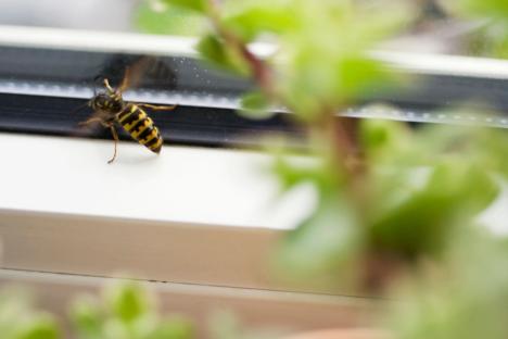 The 22p Tesco buy to stop wasps from coming inside your house this summer – and why to steer clear of ‘sweet traps’