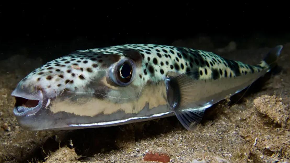 Brit tourist warning as toxic pufferfish with lethal flesh and ‘amputation-causing bite’ seen by Europe holiday hotspot