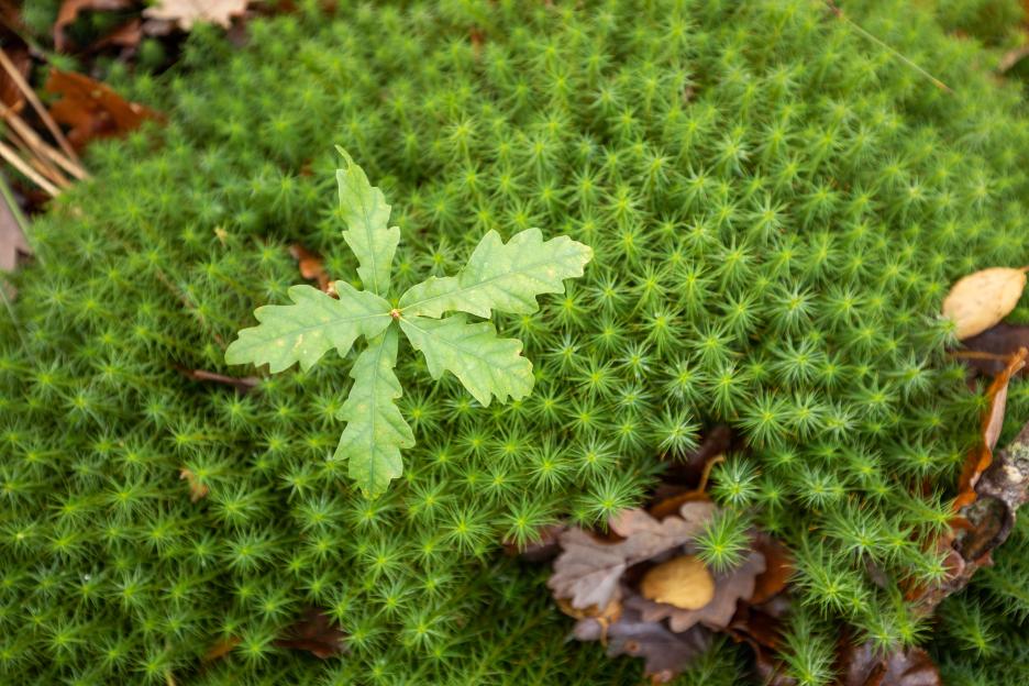 Young oak leaves growing in moss.
