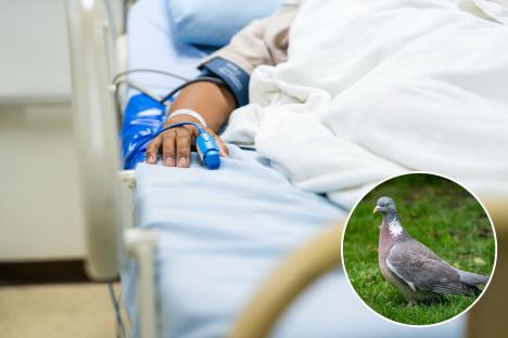 Man, 26, with ‘never ending cough’ diagnosed with ‘parrot chlamydia’ after ‘accidentally’ breathing in chicken poo