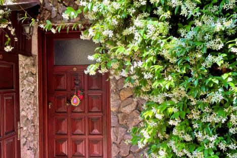 I’m a garden expert – five popular plants that could cause damage to your home including a Bridgerton favourite