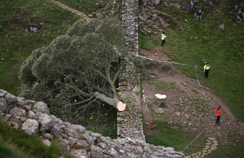Sycamore Gap thugs ‘quizzed over homophobic assault after victim targeted just days before pair cut down famous tree’
