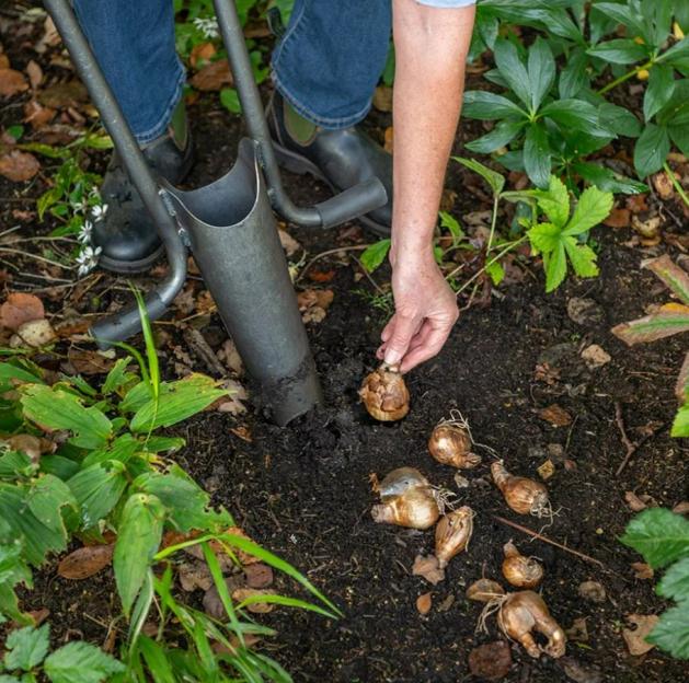 A person planting bulbs with a bulb planter.