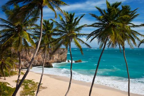 Palm trees on a tropical beach in Barbados.