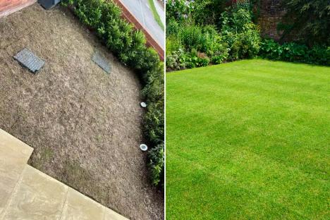 My grass was ruined from leatherjackets bugs – a 10p kitchen hack got rid of them overnight & now my lawn is green again