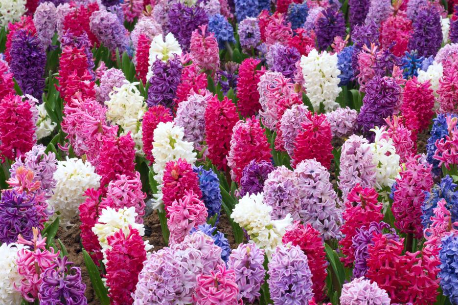 Gardeners told to plant 5 special flowers to beat heat and fill your outside space with colour