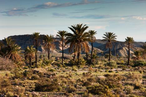 Palm trees in the Tabernas Desert.