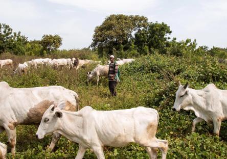 Herder killed, over 100 cattle slaughtered in Jos attack 
