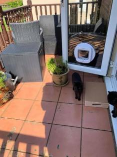 Patio with two black cats and a pet door.