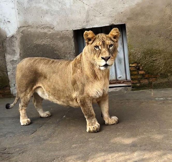 Corgi Not Available for Visitors