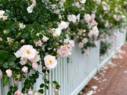 Pink rose blossoms overflowing a white picket fence.